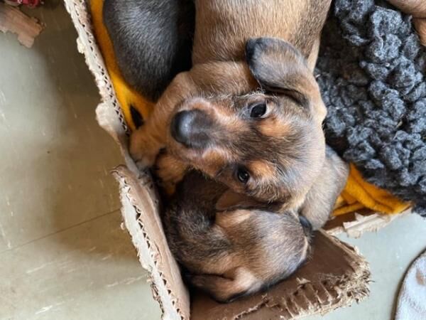 Standard Dachshund TECKEL wirehaired puppies KC for sale in Newbury, Berkshire - Image 3