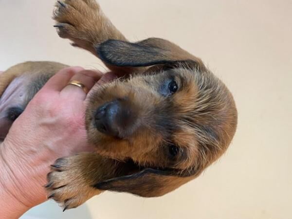 Standard Dachshund TECKEL wirehaired puppies KC for sale in Newbury, Berkshire - Image 4