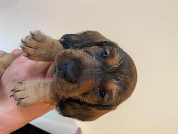 Standard Dachshund TECKEL wirehaired puppies KC for sale in Newbury, Berkshire - Image 5