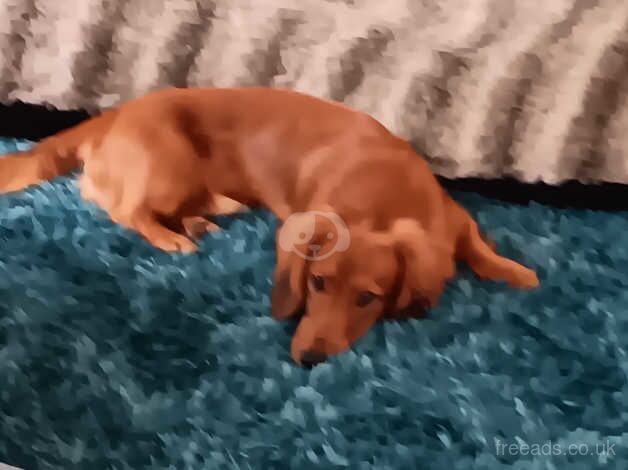 Standard Dachshunds for sale in Barnsley, South Yorkshire