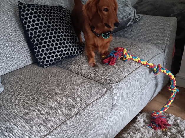 Standard Dachshunds for sale in Barnsley, South Yorkshire - Image 3