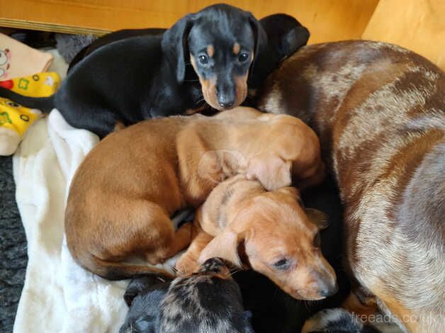 Standard dauchund puppies for sale in Evesham, Worcestershire