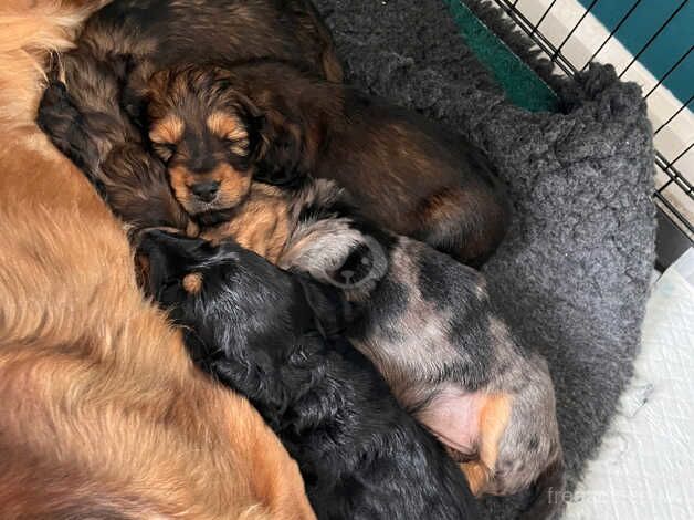 Dachshunds for sale in Boston, Lincolnshire