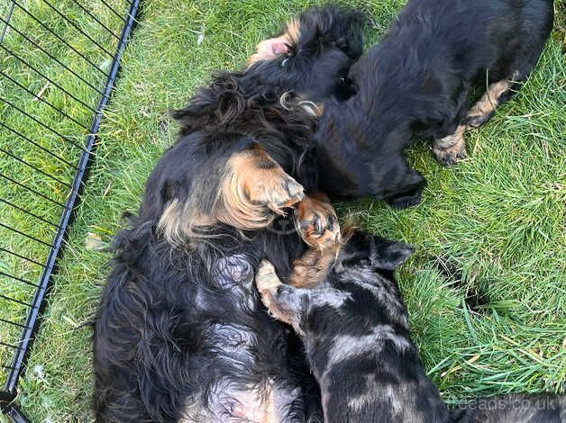 Dachshund Puppies for sale in Lincolnshire