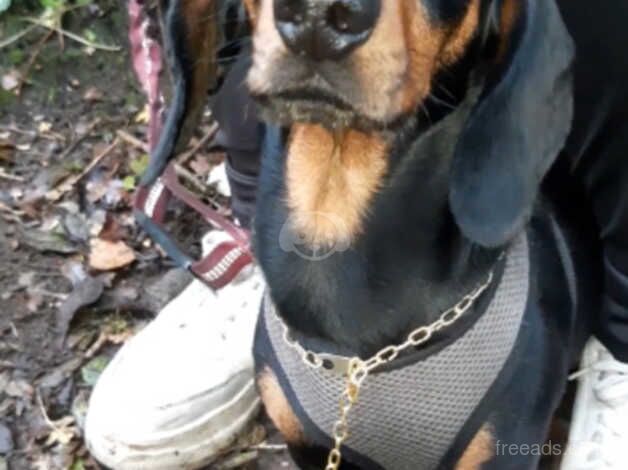 Standard sausage dog for sale in Newport - Image 1