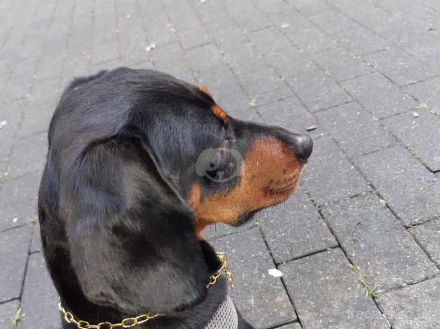 Standard sausage dog for sale in Newport - Image 2