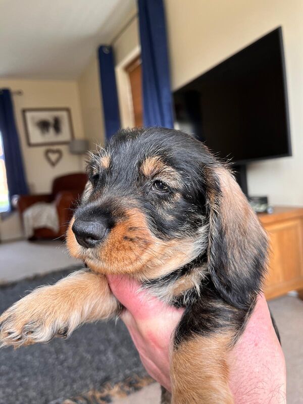 Standard wire hair dachshund pups for sale in Faringdon, Oxfordshire - Image 1