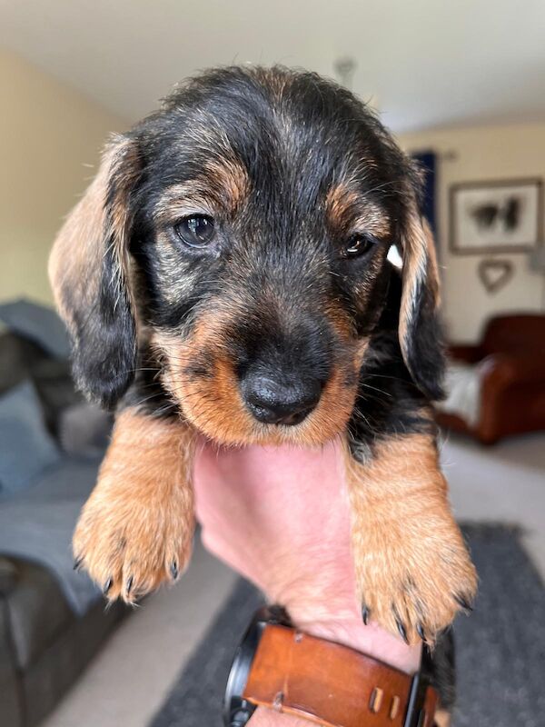 Standard wire hair dachshund pups for sale in Faringdon, Oxfordshire - Image 2