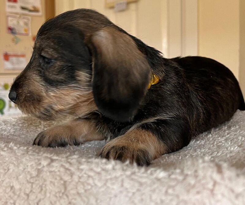 Standard wire hair dachshund pups for sale in Faringdon, Oxfordshire - Image 3