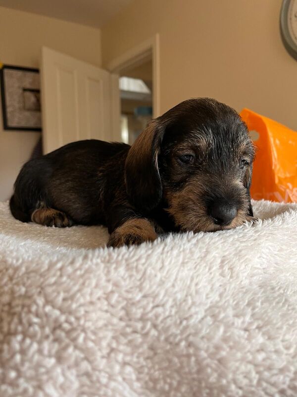 Standard wire hair dachshund pups for sale in Faringdon, Oxfordshire - Image 4