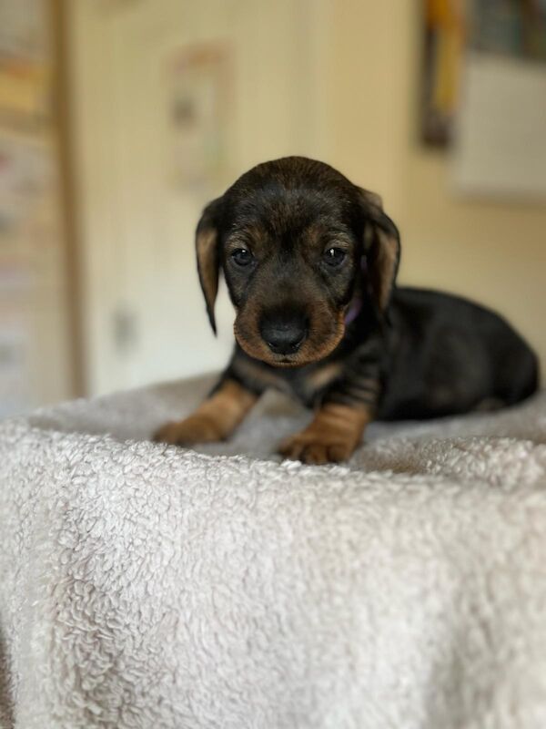 Standard wire hair dachshund pups for sale in Faringdon, Oxfordshire - Image 5