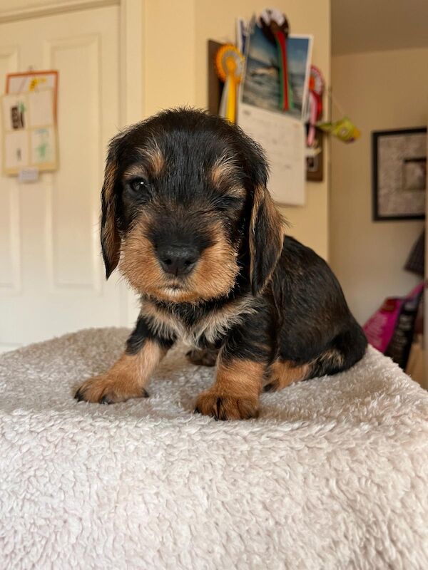 Standard wire hair dachshund pups for sale in Faringdon, Oxfordshire - Image 6