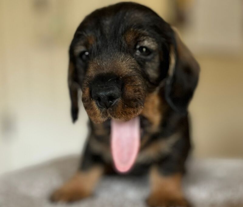 Standard wire hair dachshund pups for sale in Faringdon, Oxfordshire - Image 7