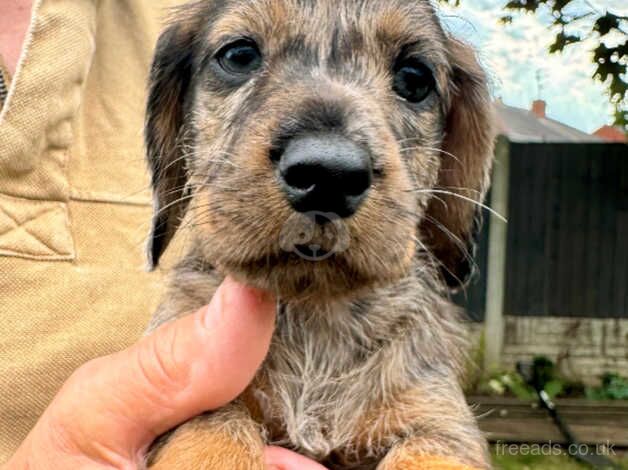 Standard Wire haired Dachshund girl for sale in Doncaster, South Yorkshire