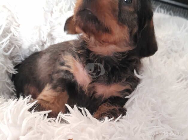 Standard wire haired dachshund for sale in Seaham, County Durham