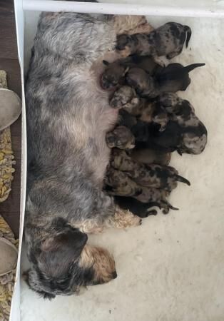 Standard Wire haired Dachshund puppies Teckels for sale in Southampton, Hampshire