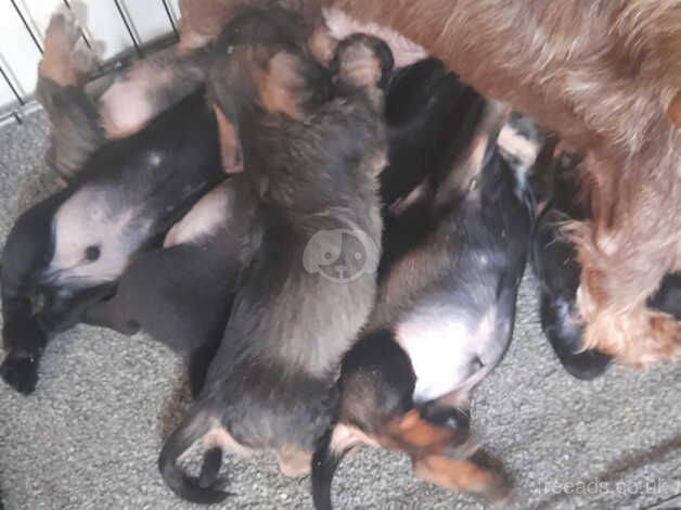 Standard wire haired dachshund TECKLES for sale in Seaham, County Durham