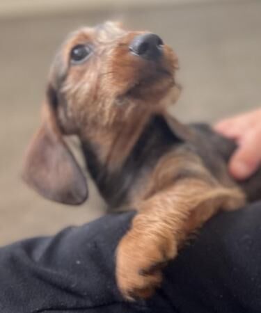 Standard wire haired dachshunds for sale in Wickford, Essex