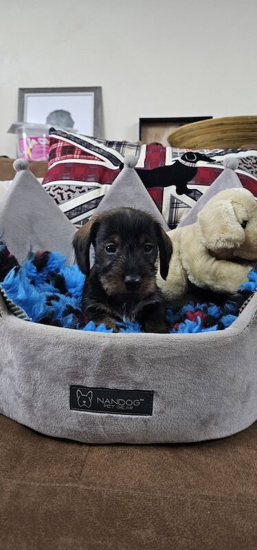 Standard wirehaired dachshund puppies for sale in Market Rasen, Lincolnshire