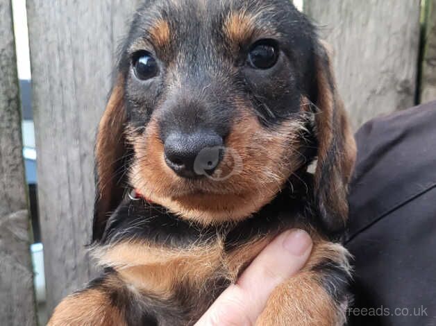 Standard wirehaired dachshund pups for sale in Bishop Auckland, County Durham