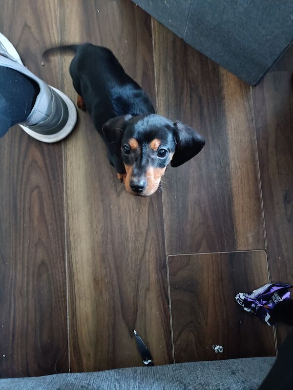 Stanley the miniature dachshund for sale in Tipton, West Midlands - Image 4