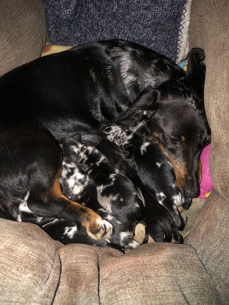 Dachshunds for sale in Norwich, Norfolk