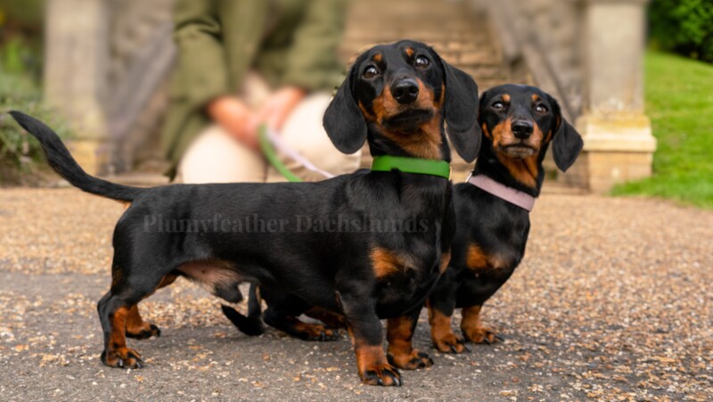 STUD - Champ Sired 4kg Miniature Dachshund - PRA Clear for sale in Royal Tunbridge Wells, Kent - Image 1