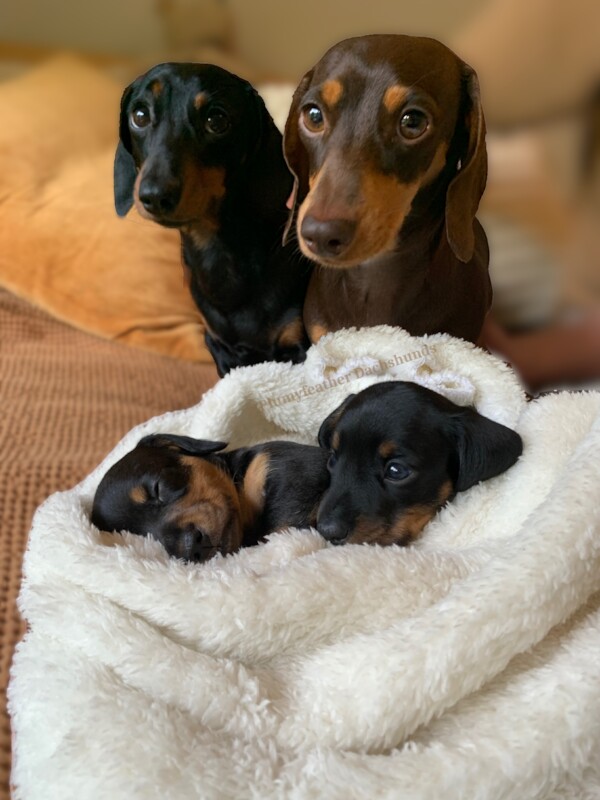 Dachshunds for sale in Royal Tunbridge Wells, Kent