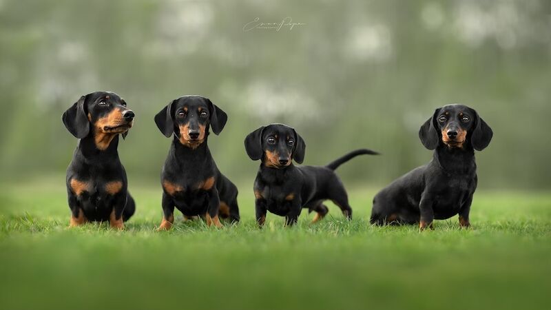 KC Registered Dachshund Puppies for sale in Kent