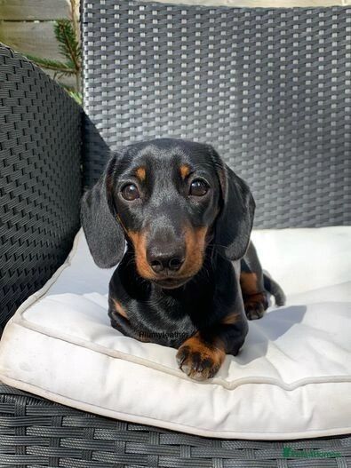 STUD - Champ Sired 4kg Miniature Dachshund - PRA Clear for sale in Royal Tunbridge Wells, Kent - Image 4