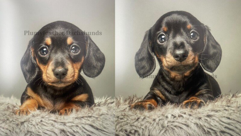 STUD - Champ Sired 4kg Miniature Dachshund - PRA Clear for sale in Royal Tunbridge Wells, Kent - Image 5