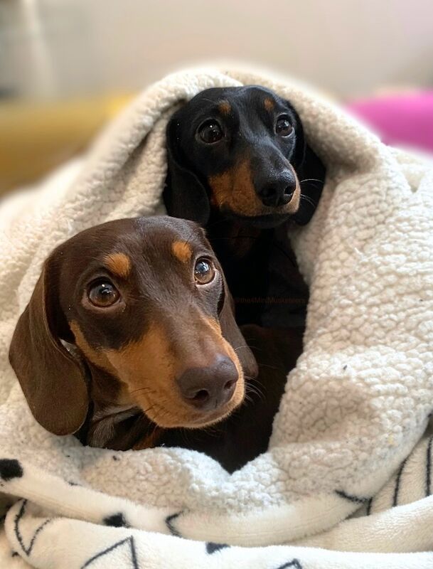 STUD - Champ Sired 4kg Miniature Dachshund - PRA Clear for sale in Royal Tunbridge Wells, Kent - Image 6