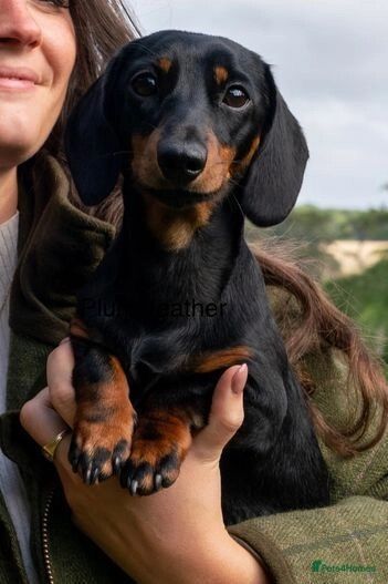 STUD - Champ Sired 4kg Miniature Dachshund - PRA Clear for sale in Royal Tunbridge Wells, Kent - Image 7