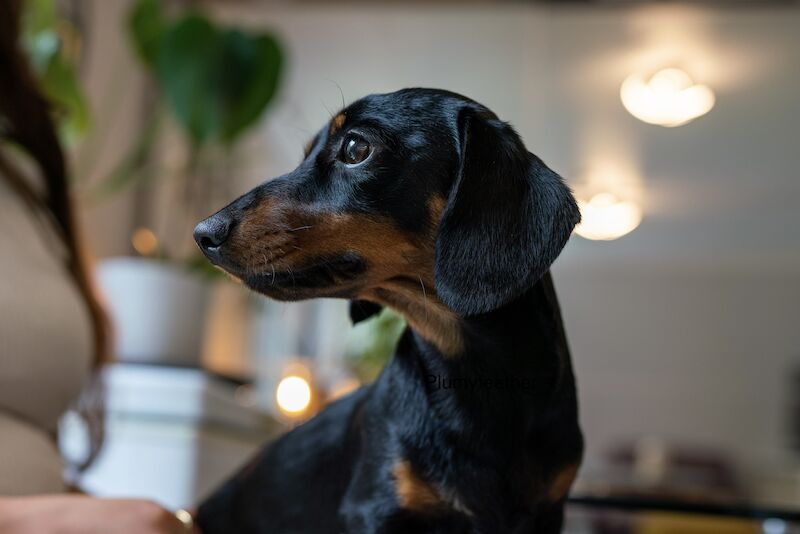 STUD Champion Sired Miniature Dachshund for sale in Royal Tunbridge Wells, Kent - Image 2