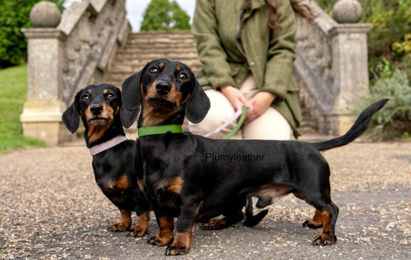 STUD Champion Sired Miniature Dachshund for sale in Royal Tunbridge Wells, Kent - Image 3