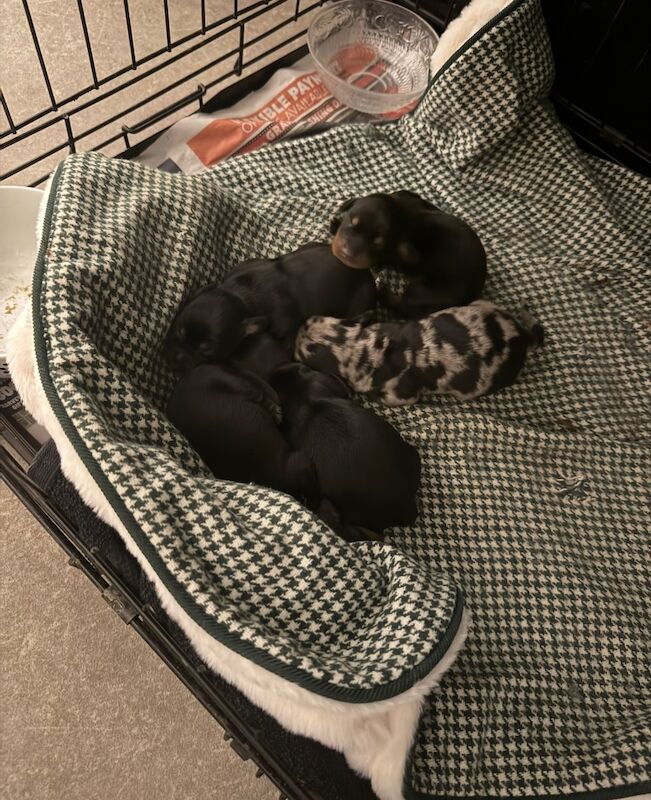 Stunning miniature dachshund puppies 🥰 for sale in Wisbech, Cambridgeshire