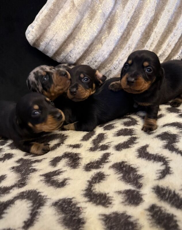 Stunning miniature dachshund puppies 🥰 for sale in Wisbech, Cambridgeshire - Image 4