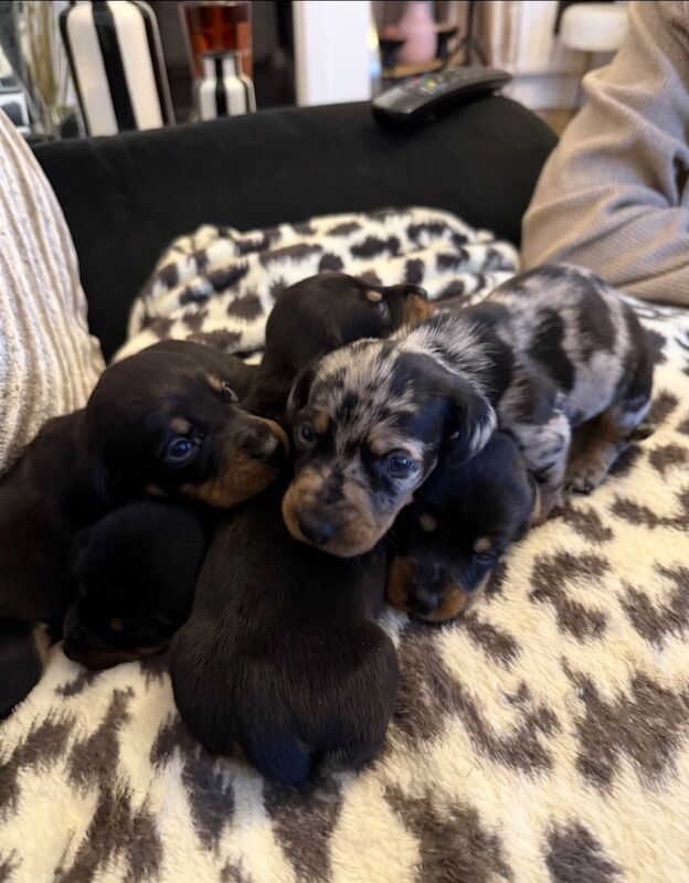 Stunning miniature dachshund puppies 🥰 for sale in Wisbech, Cambridgeshire - Image 5