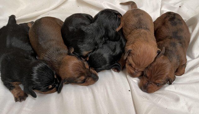 Stunning Dachshund puppies for sale in Southport, Merseyside - Image 1