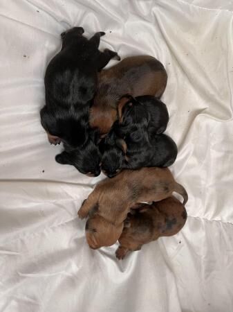 Stunning Dachshund puppies for sale in Southport, Merseyside - Image 2