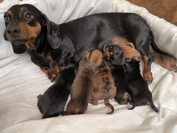 Stunning Dachshund puppies for sale in Southport, Merseyside - Image 3