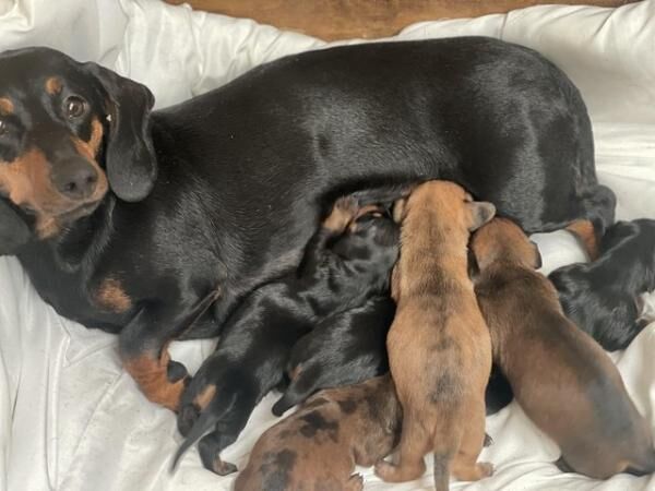 Stunning Dachshund puppies for sale in Southport, Merseyside - Image 4