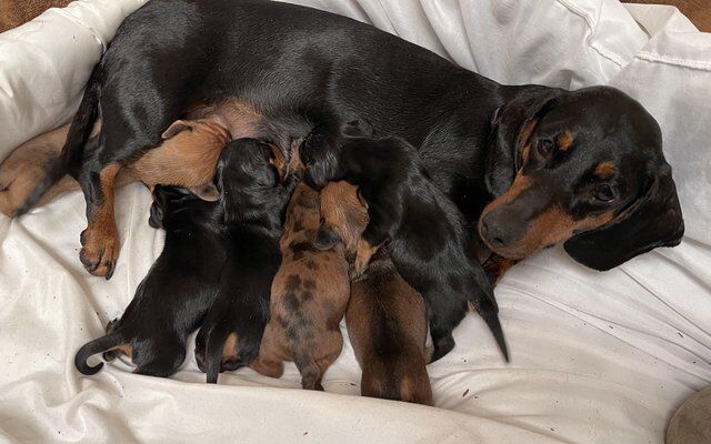Stunning Dachshund puppies for sale in Southport, Merseyside - Image 5