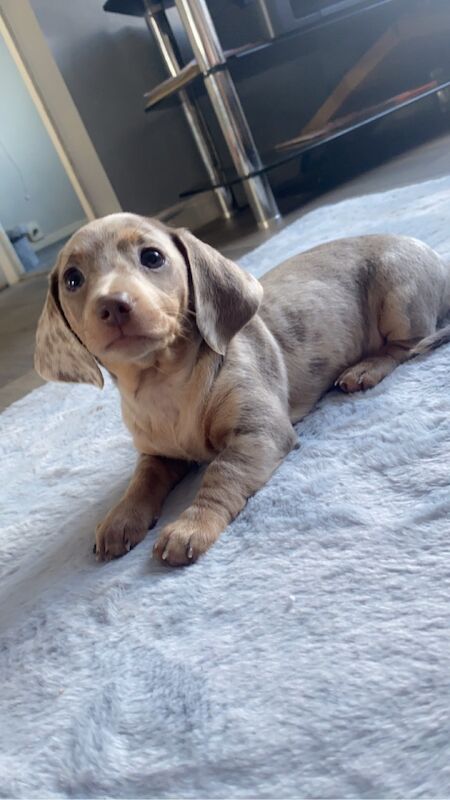 Stunning Dachshund puppies! Ready to go!! for sale in Christchurch, Dorset