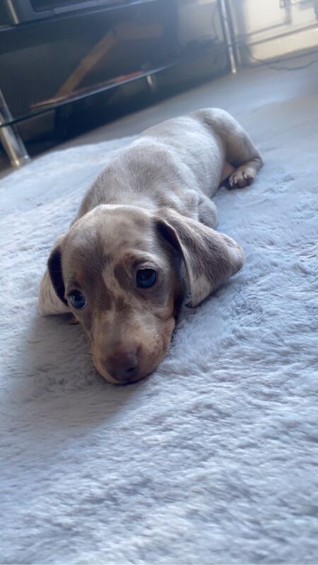 Stunning Dachshund puppies! Ready to go!! for sale in Christchurch, Dorset - Image 2