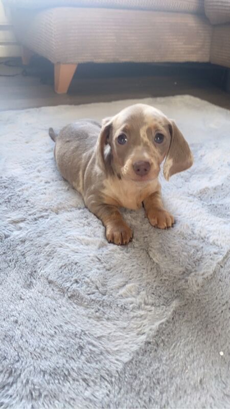 Dachshund Puppies for sale in Dorset