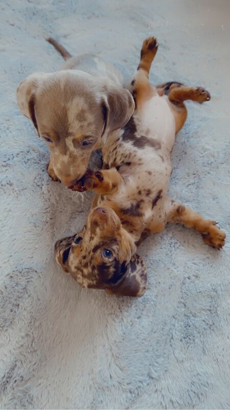 Stunning Dachshund puppies! Ready to go!! for sale in Christchurch, Dorset - Image 4