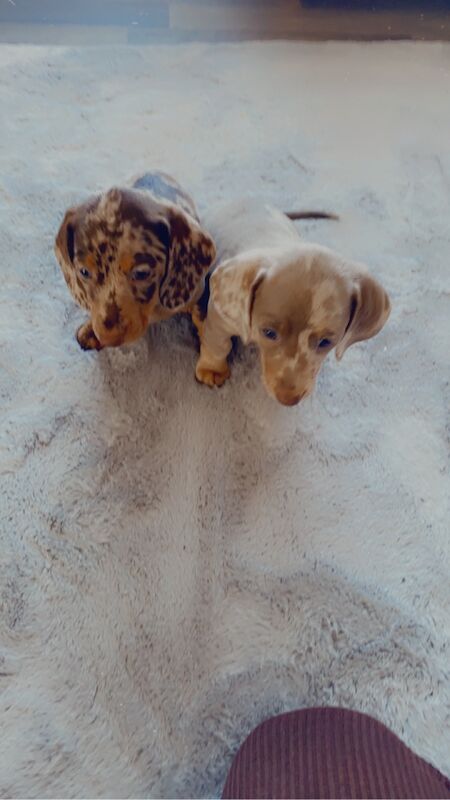 Stunning Dachshund puppies! Ready to go!! for sale in Christchurch, Dorset - Image 5