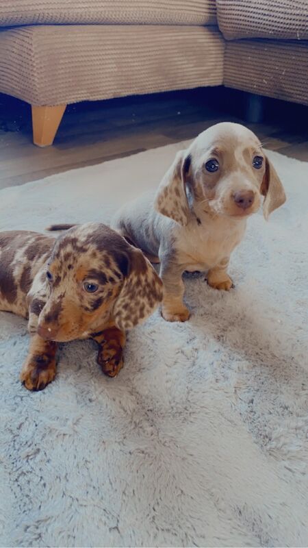 Stunning Dachshund puppies! Ready to go!! for sale in Christchurch, Dorset - Image 6