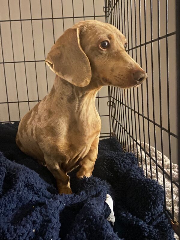 Stunning Dachshund puppies! Ready to go!! for sale in Christchurch, Dorset - Image 8